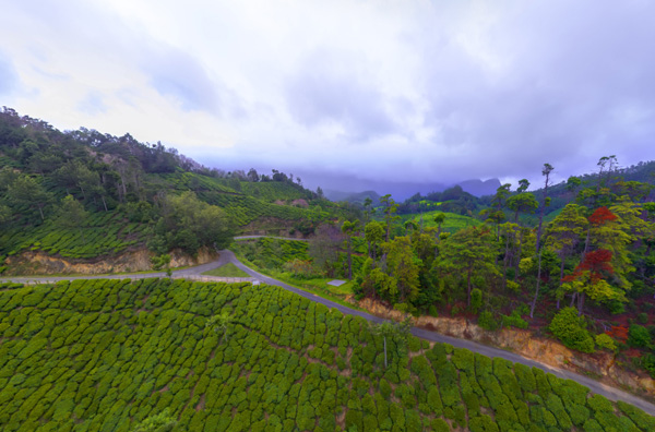 luxury resort in munnar