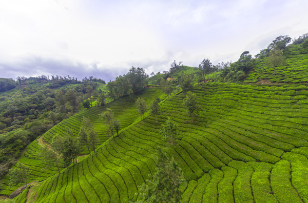 luxury resort in munnar